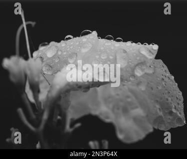 Macro vie en noir et blanc de pandorea jasminoides, gouttes d'eau sur les pétales de fleurs blanches comme de minuscules bulles, nature étonnante Banque D'Images