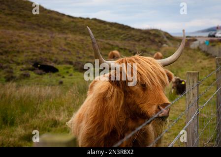 Highland Cow sur l'île de Skye - Ecosse Banque D'Images