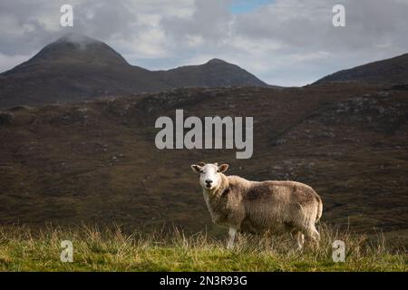 Moutons et montagnes sur l'île de Lewis - Écosse Banque D'Images