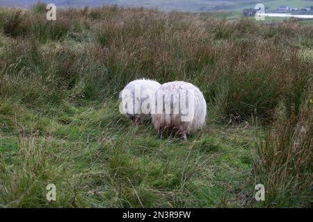 Portrait de mouton sur l'île de Lewis Banque D'Images