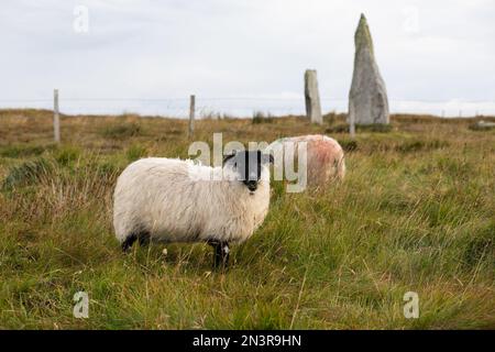 Portrait de mouton sur l'île de Lewis Banque D'Images