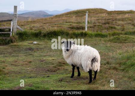 Portrait de mouton sur l'île de Lewis Banque D'Images