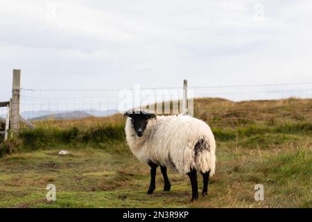 Portrait de mouton sur l'île de Lewis Banque D'Images