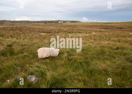 Portrait de mouton sur l'île de Lewis Banque D'Images