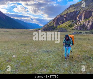 Une fille touristique avec un sac à dos orange et des bâtons de randonnée marche à travers le champ en été près des montagnes de l'Altai en été. Banque D'Images