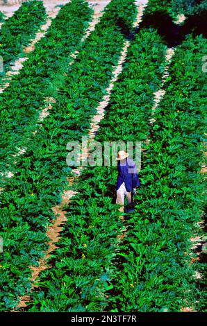 Ouvrier agricole avec chapeau de paille au milieu des rangées de courgettes, Cabo de Gata, Andalousie, Espagne Banque D'Images