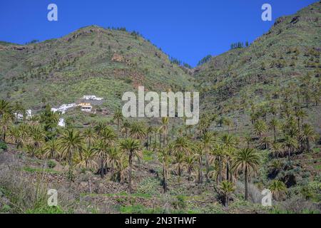 Île des Canaries date palmier (Phoenix canariensis) et le village d'Imada, Alajero, la Gomera, Espagne Banque D'Images