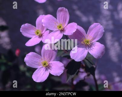 Clematis montana var. rubens Banque D'Images