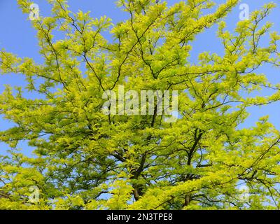 Gleditia jaune, miel-acridia (Gleditsia), arbre, Gleditia américaine, Pod Tree en cuir, Faux Christ Thorn Banque D'Images