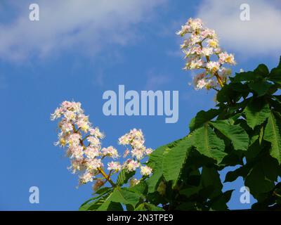 Le châtaigne de cheval en fleur, le châtaigne de cheval (Aesculus hippocastanum L.), également le châtaigne de cheval ou le châtaigne de cheval blanc Banque D'Images
