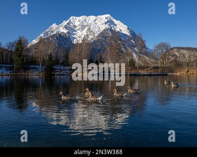 Oies nageant dans le lac, le mont Grimming se reflète dans le lac en hiver, Trautenfels près de Liezen, Styrie, Autriche Banque D'Images