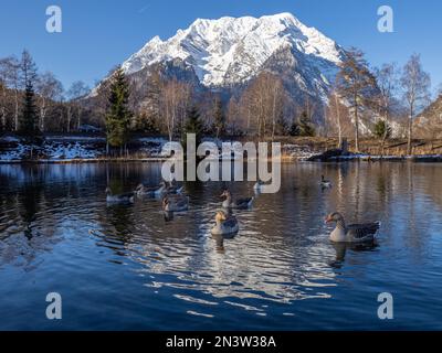 Oies nageant dans le lac, le mont Grimming se reflète dans le lac en hiver, Trautenfels près de Liezen, Styrie, Autriche Banque D'Images