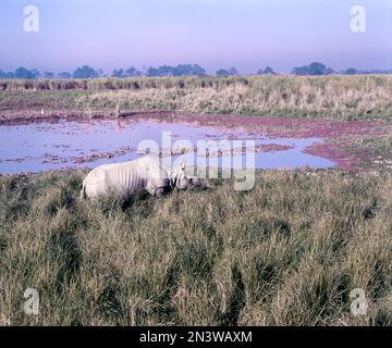 Grand Indien Rhinoceros (Rhinoceros unicornis) dans le parc national de Kazirznga, Assam, Inde, Asie Banque D'Images