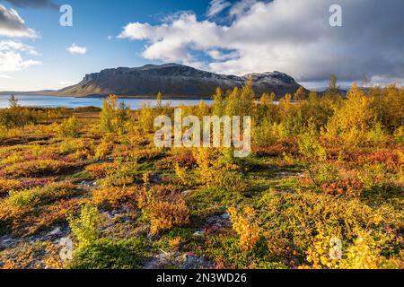 Paysage automnal, parc national Stora Sjoefallet, Laponia, Norrbotten, Laponie, Suède Banque D'Images