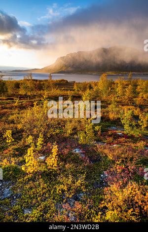 Paysage automnal, parc national Stora Sjoefallet, Laponia, Norrbotten, Laponie, Suède Banque D'Images