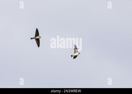 Maison Martins [ Delichon urbicum ] 2 jeunes oiseaux en vol au-dessus Banque D'Images