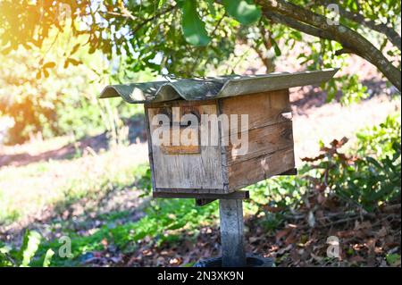 abeille maison ruche dans le jardin, nid d'abeille en bois dans le verger tropical sous l'arbre Banque D'Images