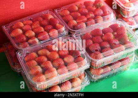 boîte de fraises à vendre, fraisier mûr frais récolte fraises cueillette sur boîte en plastique dans le jardin fruits récolte fraise Banque D'Images