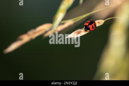 Gros plan d'un coccinelle transversale sur une petite feuille sur un arrière-plan flou Banque D'Images