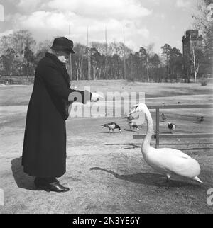 Dans le 1940s. Une dame âgée du musée en plein air Skansen à Stockholm, un jour de printemps, nourrit un cygne quelque chose de son sac. Suède 22 avril 1940. Kristoffersson réf. 117-7 Banque D'Images