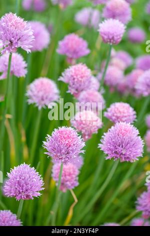 Ciboulette Biggy, Allium schoenoprasum, herbe vivace, comestible mauve pâle pompon comme des fleurs Banque D'Images