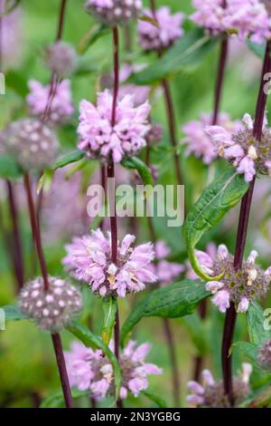 Phlomis tuberosa Amazone, mulléine à feuilles de sauge Amazone, sauge de Jérusalem, vivace herbacée, tiges pourpres foncé, tourbillons de fleurs lilas à capuchon Banque D'Images