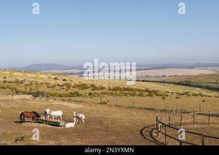 Vue panoramique sur les lamas et les chevaux qui paissent sur une montagne herbeuse et le ciel bleu clair par beau temps Banque D'Images