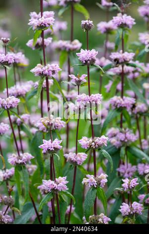 Phlomis tuberosa Amazone, mulléine à feuilles de sauge Amazone, sauge de Jérusalem, vivace herbacée, tiges pourpres foncé, tourbillons de fleurs lilas à capuchon Banque D'Images