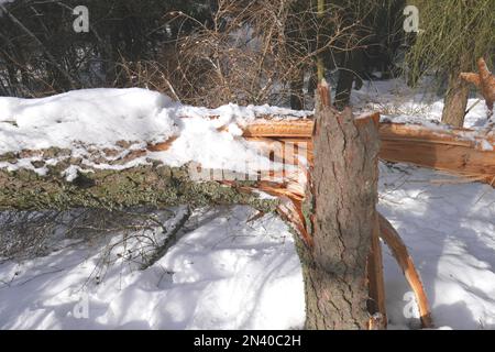 Un arbre tombé a explosé dans une tempête et couvert de neige le long d'un sentier de randonnée dans le Geopark de Banska Stiavnica, Slovaquie Banque D'Images