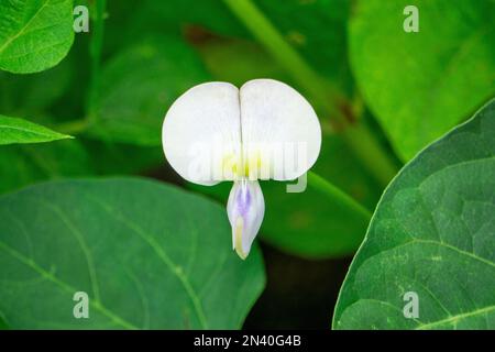 Fleur de haricot commun, Phaseolus vulgaris, Satara, Maharashtra, Inde Banque D'Images