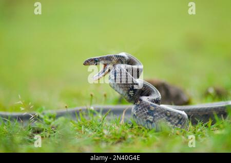 Couleuvre montagnarde, Coelognathus helena monticollaris, Mahableshwar, Maharashtra, Inde Banque D'Images