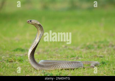 Le Cobra indien, Naja naja, Satara, Maharashtra, Inde Banque D'Images