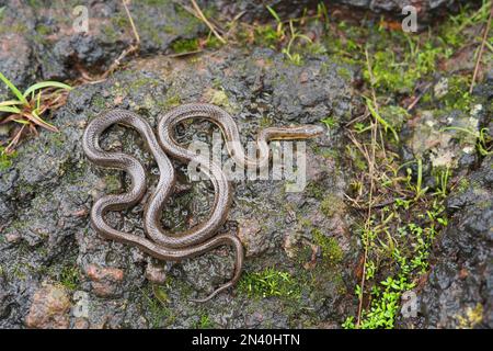 Rhabdops olivaceus, le serpent trapèze d'olive ou serpent de forêt d'olive, est un serpent endémique des Ghats occidentaux de l'Inde Banque D'Images