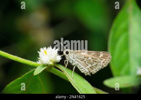 papillon véloce indien, sous-famille Hesperiinae, Satara, Maharashtra, Inde Banque D'Images