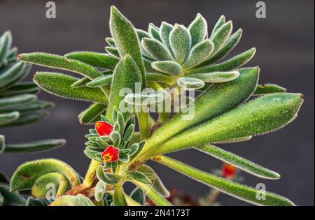 Floraison de la barbe de Jupiter, Echeveria setosa, une plante succulente appartenant à la famille des Crassulacées. Abruzzes, Italie, Europe Banque D'Images