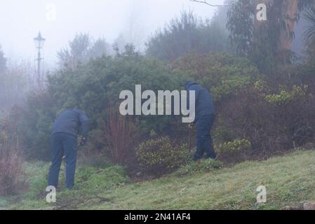 Southend on Sea, Essex, Royaume-Uni. 8th févr. 2023. Le matin, il fait froid et brumeux, avec des températures inférieures au point de congélation. Les travailleurs qui ont tendance à se rendre aux Cliff Gardens Banque D'Images