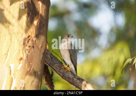 Shikra, Accipiter badius, Satara, Maharashtra, Inde Banque D'Images