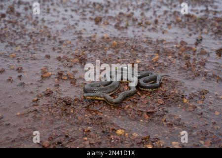 Rhabdops olivaceus, le serpent trapèze d'olive ou serpent de forêt d'olive, est un serpent endémique des Ghats occidentaux de l'Inde Banque D'Images