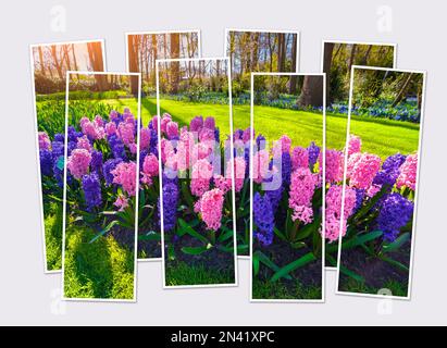 Isolé huit cadres collage de la photo de fleurs de jacinthe en fleurs dans le parc de Keukenhof. Belle scène extérieure des pays-Bas, Europe. Maquette de Mo Banque D'Images