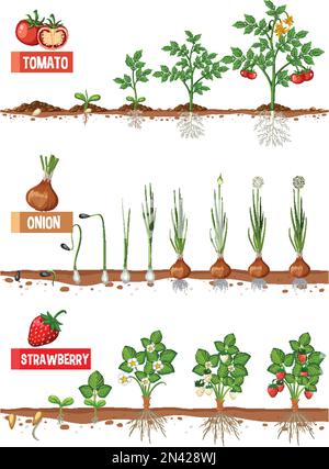 Illustration de l'ensemble des étapes de croissance des plantes Illustration de Vecteur