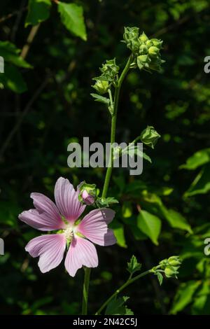 Malva thuringiaca Lavatera thuringiaca, la plante-arbre de jardin, est une espèce de plante florale de la famille des Malvaceae. Banque D'Images