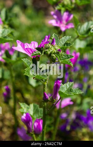 Malva thuringiaca Lavatera thuringiaca, la plante-arbre de jardin, est une espèce de plante florale de la famille des Malvaceae. Banque D'Images