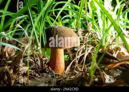 Boletus erythopus ou Neoboletus luridiformis champignon dans la forêt poussant sur l'herbe verte et humide terrain naturel en automne saison. Boletus luridiforme Banque D'Images