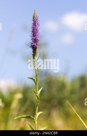 Fleurs Veronica Spiky est une plante herbacée vivace, une espèce du genre Veronica, la famille Plantain. Banque D'Images