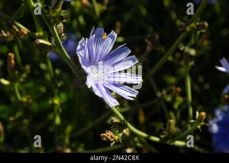 Fleurs de chicorée bleues, gros plan. Violet Cichorium Intybus Blossoms, appelé comme marin, chicorée, mauvaise herbe de café, ou succinory est un peu boisé, herbacé Banque D'Images