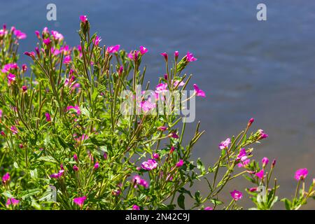 Un gros plan d'une grande fleur de willowherb, Epilobium hirsutum en fin de soirée d'été dans la nature estonienne. Banque D'Images