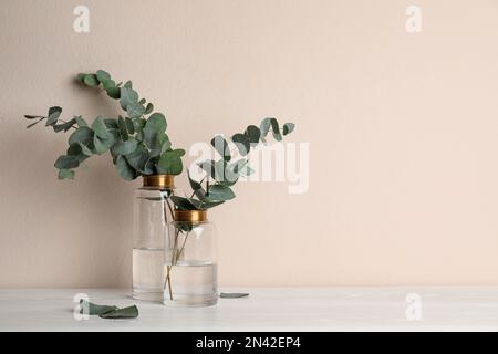 Vases avec de belles branches d'eucalyptus sur une table en bois blanc près du mur beige. Espace pour le texte Banque D'Images