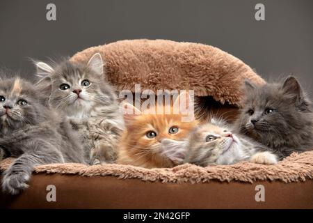 groupe de cinq chatons de couleur différente ensemble reposant à l'intérieur du panier porte-animal en regardant dehors Banque D'Images