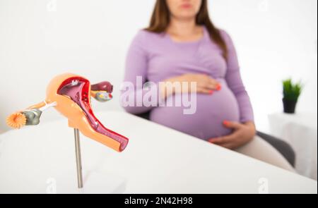 Modèle du système reproducteur féminin sur le fond d'une fille enceinte. Le concept des infections urogénitales, mycoplasmes et tricho Banque D'Images