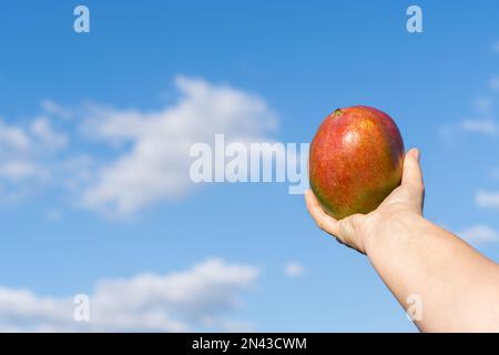 mains de femme tenant une mangue avec un ciel nuageux en arrière-plan Banque D'Images